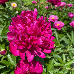 Meet your Posher, Rylee